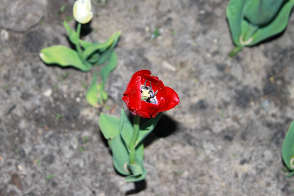 Bright spring nature