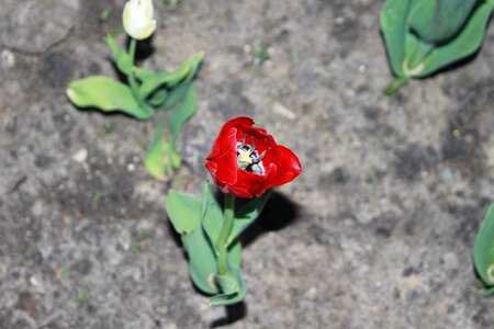 Bright spring nature