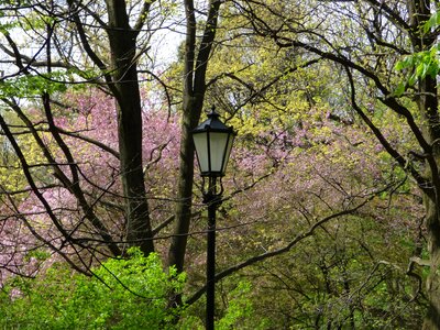 Flowers tree garden