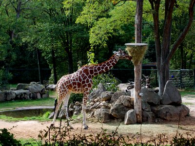 Zoo mammal animals