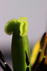 Scar close up pollen