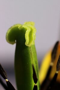 Scar close up pollen photo