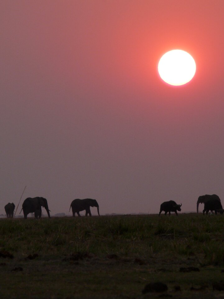 Elephant sunset chobe