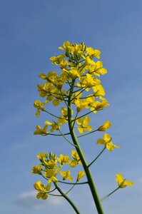 Oilseed rape rape blossom yellow