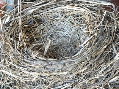 Empty nest bird nature photo