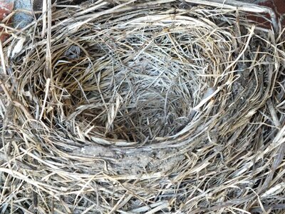 Empty nest bird nature