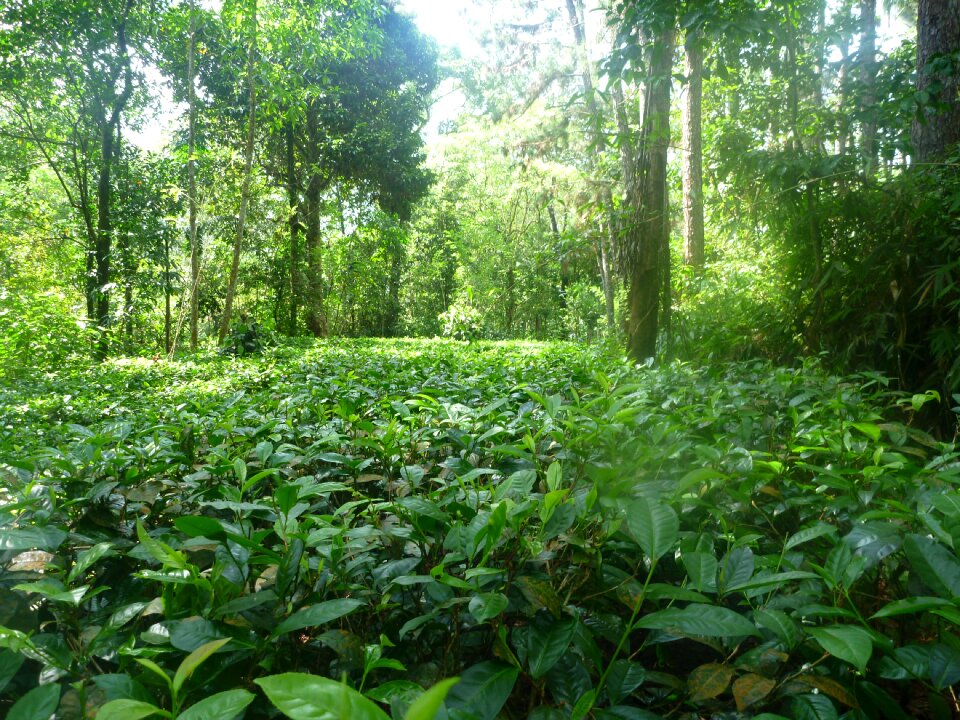 Tea ceylon rainforest