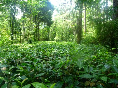 Tea ceylon rainforest