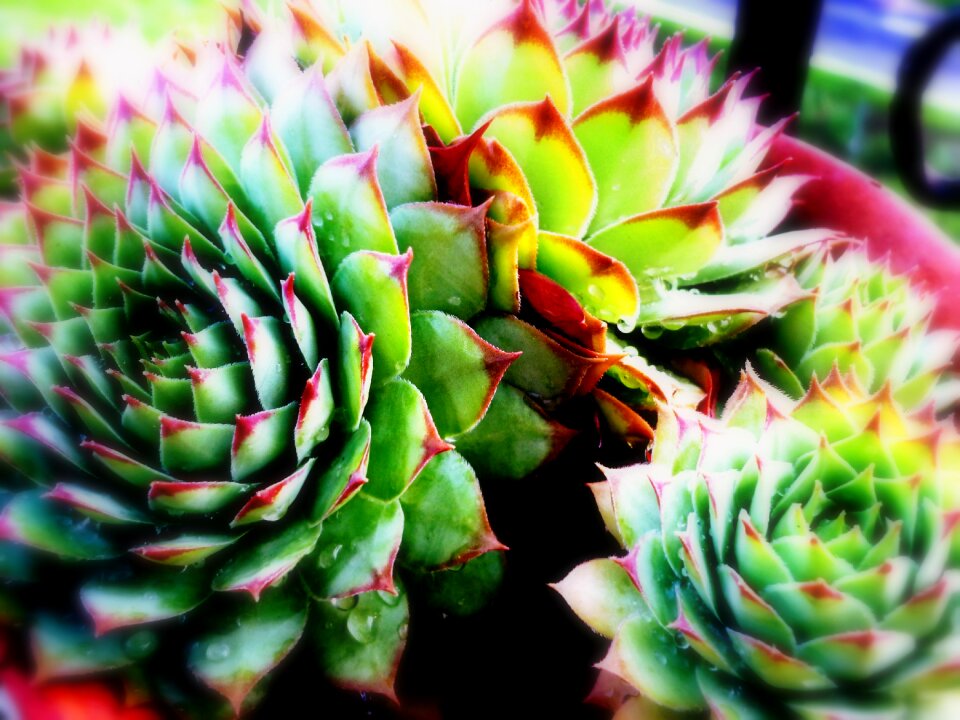 Succulent plant leaves raindrops