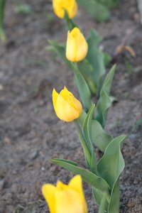Tulips spring flowers yellow