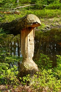 Beaver eating rodents nager photo