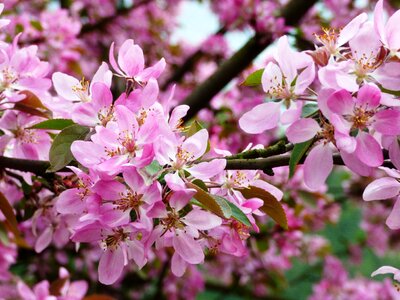 Magnolia pink white photo