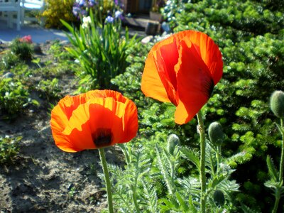 Flower flower garden garden