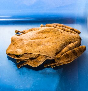 Anuran frog amphibians