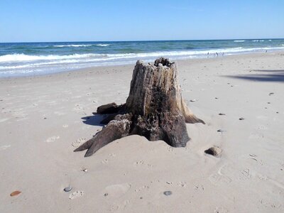 Tree stump water beach