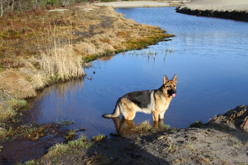 German shepherd spring dog