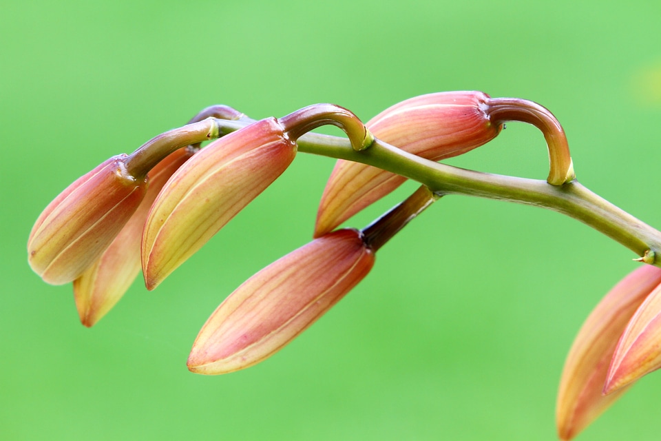 Natural blossom bloom