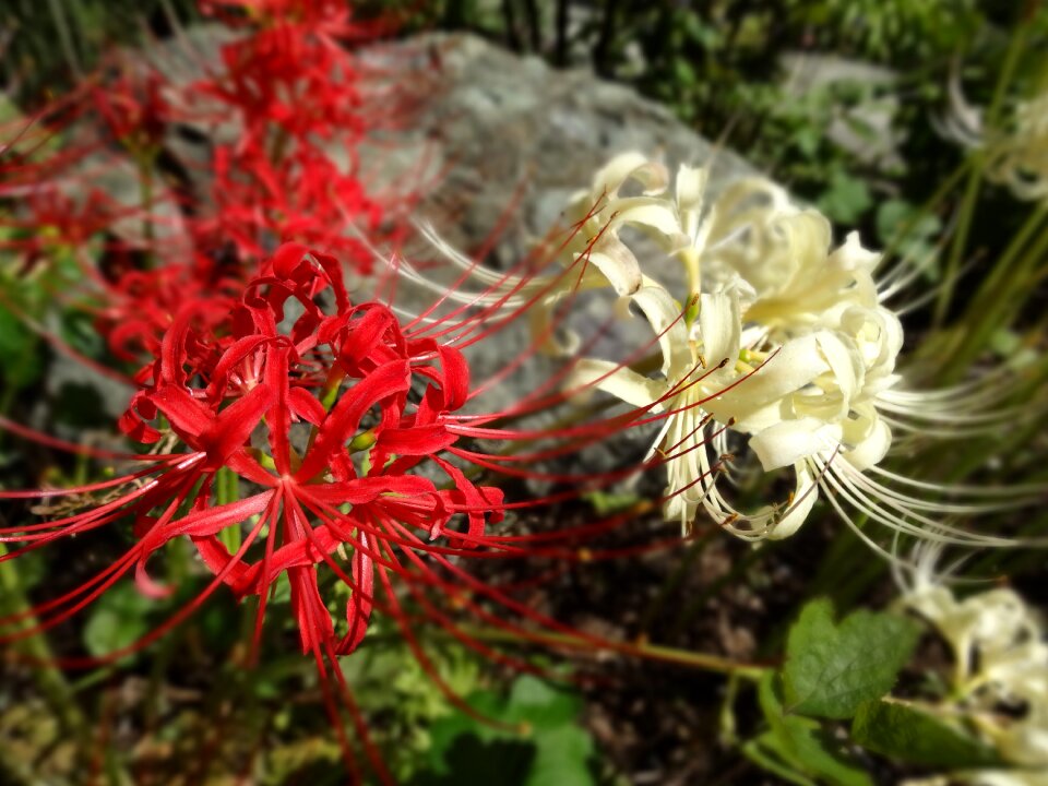 Autumn flowers spider lily red japan