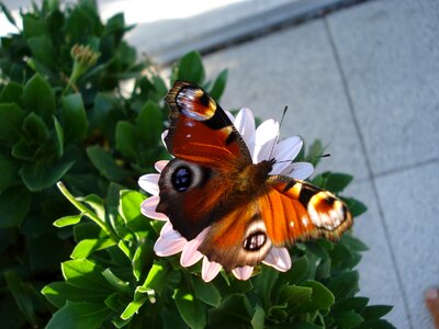 Peacock butterfly insect