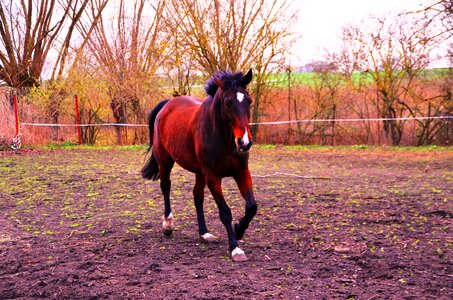 Ride gallop trot