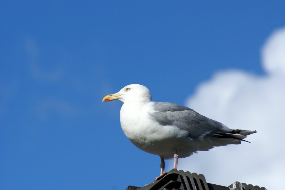 Seagull sky bird
