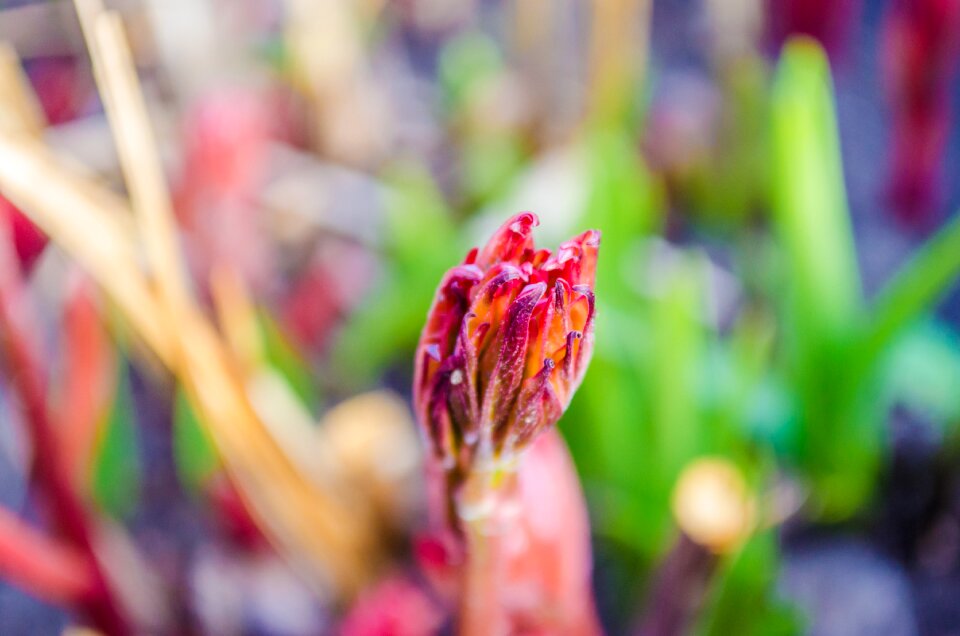 Purple red macro