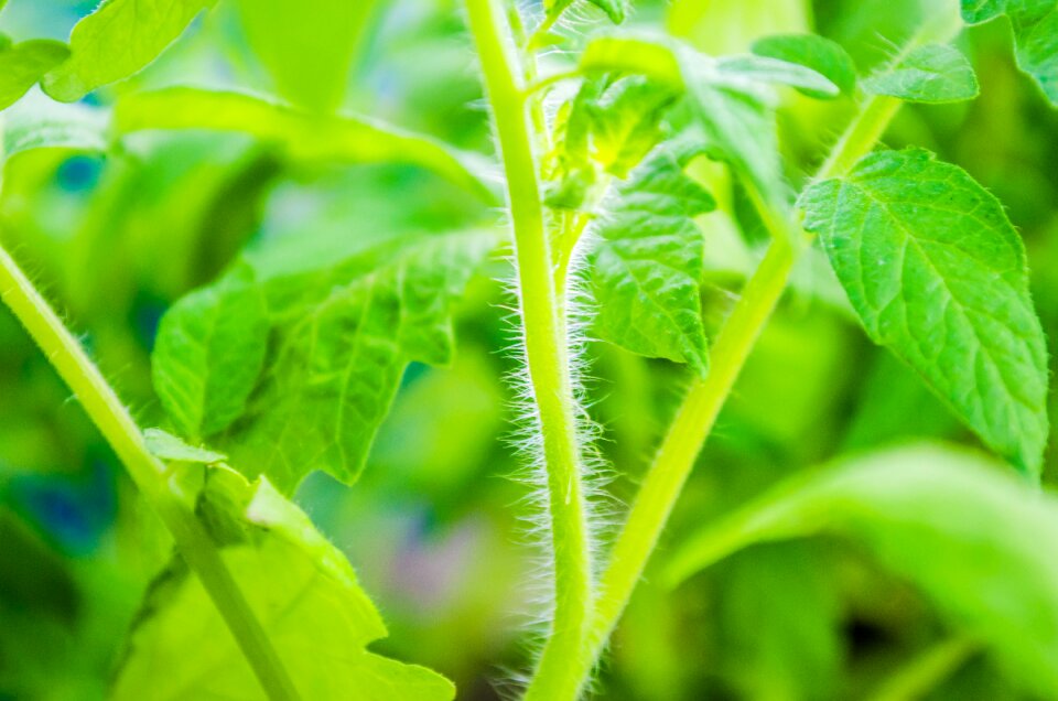 Seedlings of tomatoes garden vegetable garden