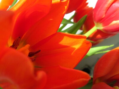 Tulips flower plant