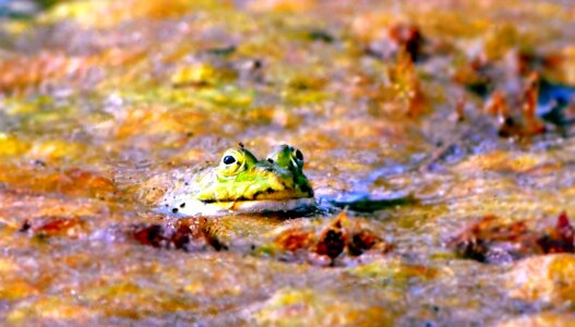 Green animal amphibians photo