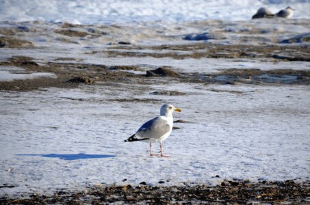 Baltic sea winter bird