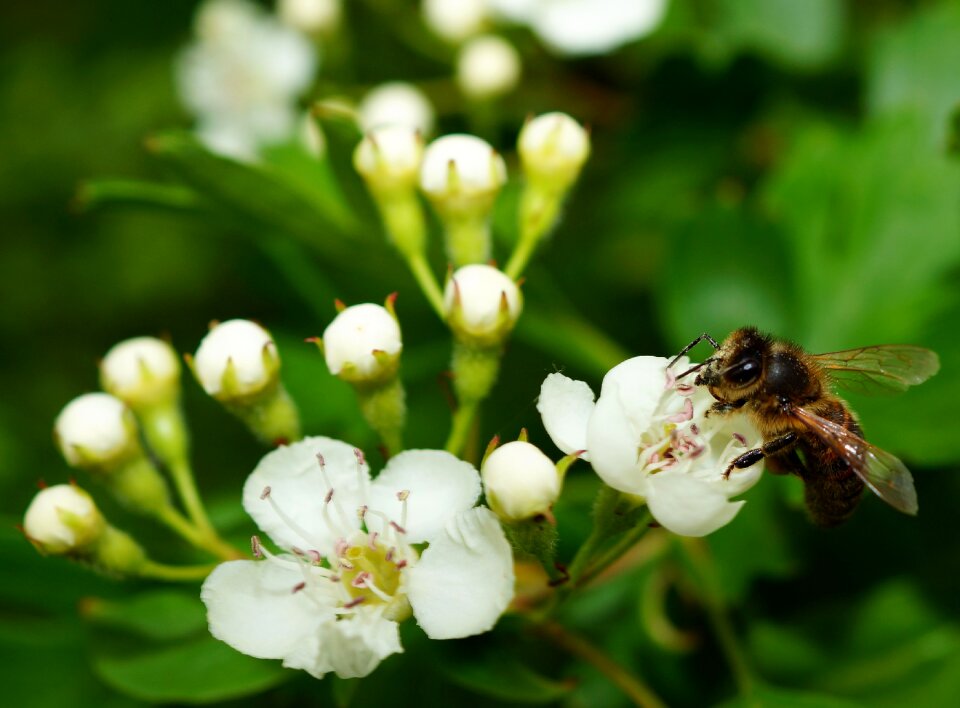 Pollination blossom bloom