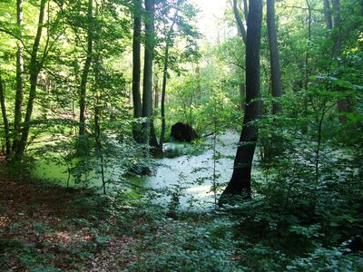 Moor trees landscape photo