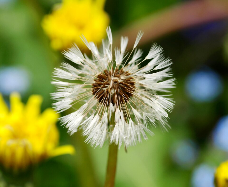 Dandelion wet rain