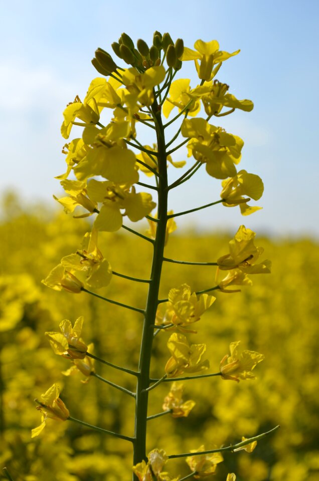 Oilseed rape field of rapeseeds rare plant
