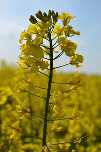 Oilseed rape field of rapeseeds rare plant