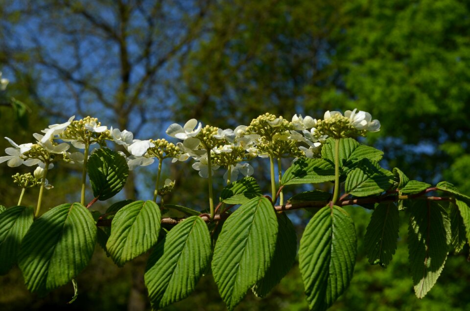 Chestnut tree inflorescence chestnut blossom