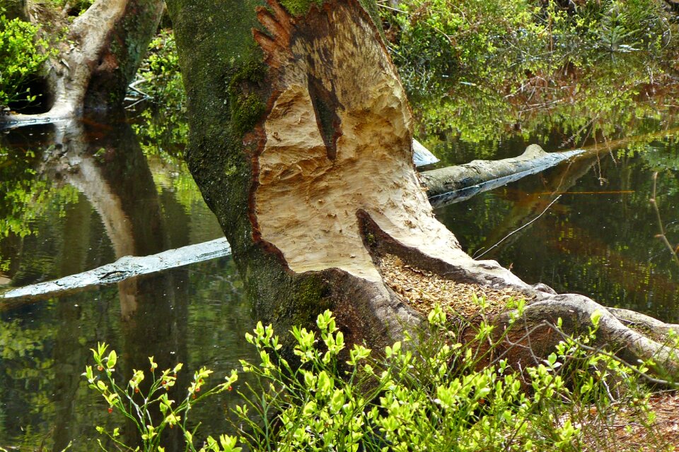 Beaver eating nager tree