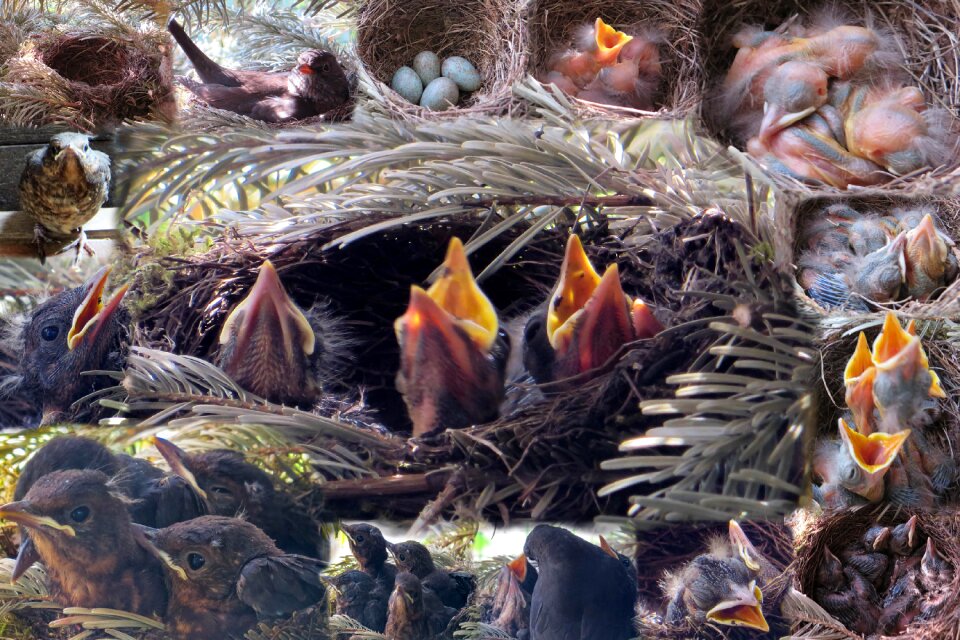 Chicken blackbird nest bird