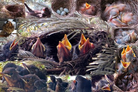 Chicken blackbird nest bird photo