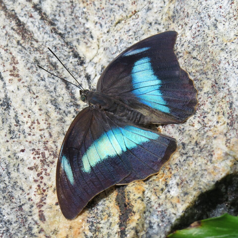 Wing morph butterfly exotic