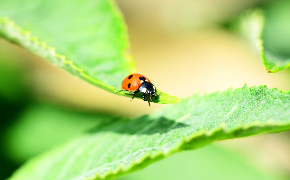 Coccinella septempunctata beetle insect