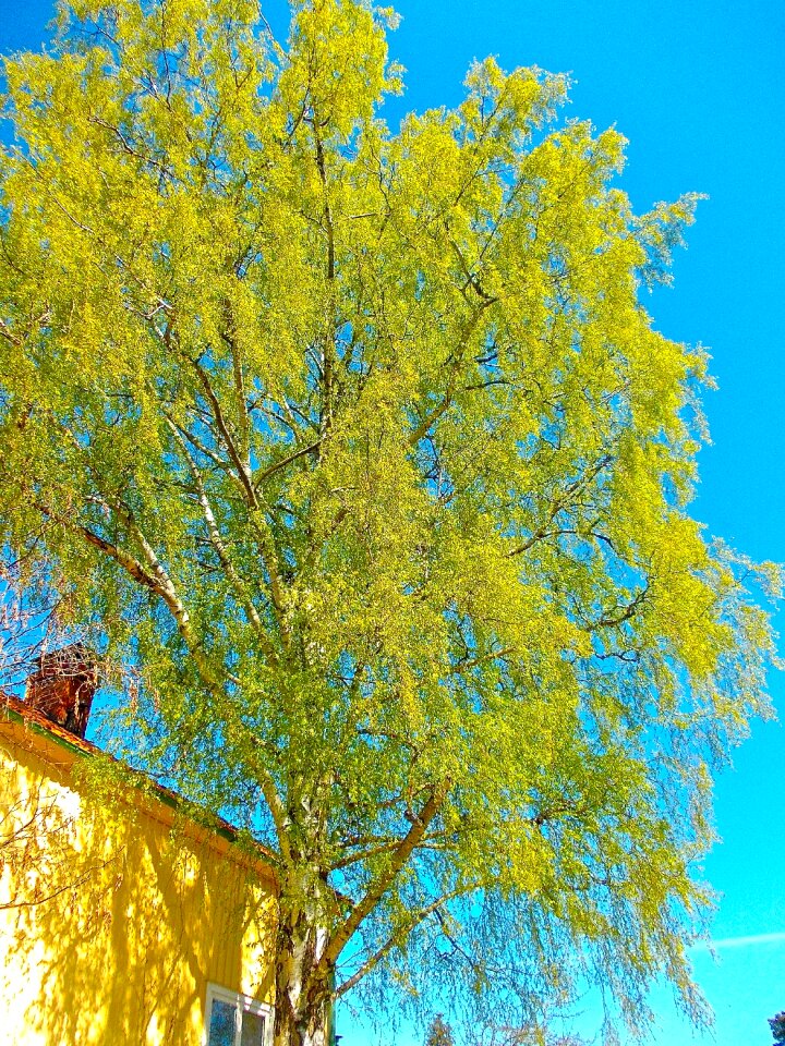 Tree blue sky hardwood