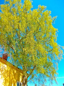 Tree blue sky hardwood