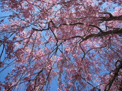 Cherry blossoms weeping cherry cherry tree photo