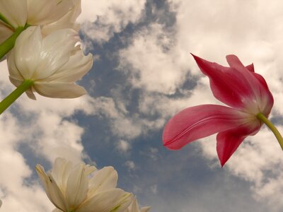 Backlighting clouds spring