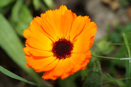 Orange yellow close up flower