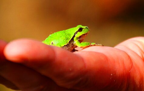 Wood green hand