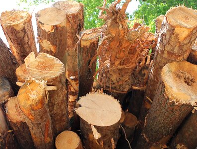 Woodpile tree log