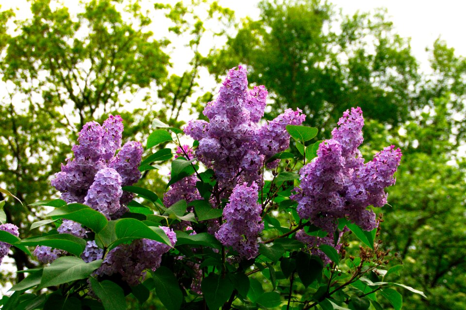Flower bloom tree