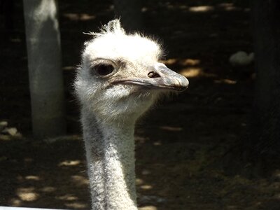 Ostrich animal zoo photo